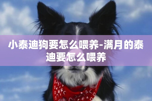 小泰迪狗要怎么喂養-滿月的泰迪要怎么喂養