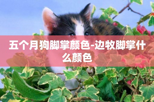 五個月狗腳掌顏色-邊牧腳掌什么顏色