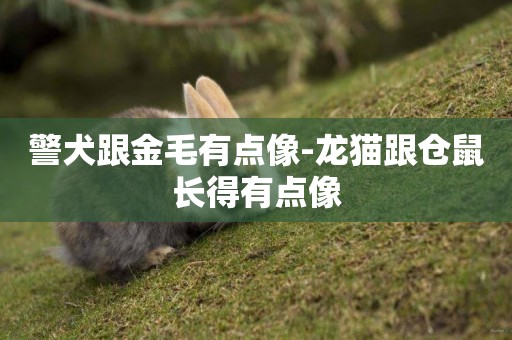 警犬跟金毛有點像-龍貓跟倉鼠長得有點像