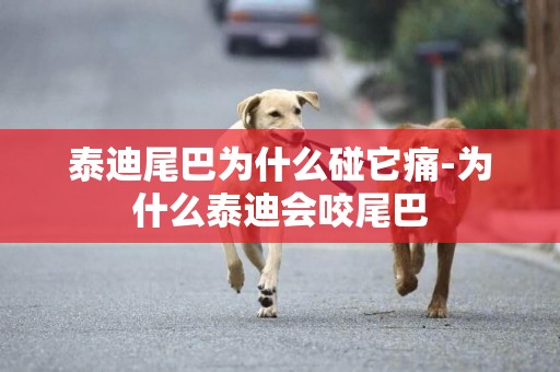 泰迪尾巴為什么碰它痛-為什么泰迪會咬尾巴