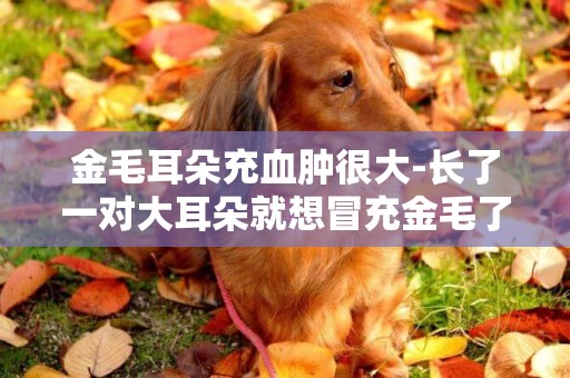 金毛耳朵充血腫很大-長了一對大耳朵就想冒充金毛了