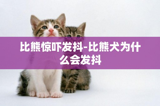 比熊驚嚇發抖-比熊犬為什么會發抖