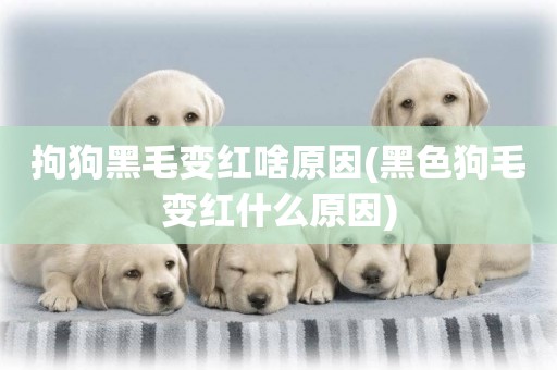 拘狗黑毛變紅啥原因(黑色狗毛變紅什么原因)