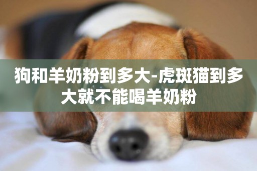 狗和羊奶粉到多大-虎斑貓到多大就不能喝羊奶粉