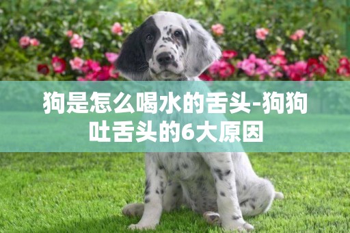 狗是怎么喝水的舌頭-狗狗吐舌頭的6大原因