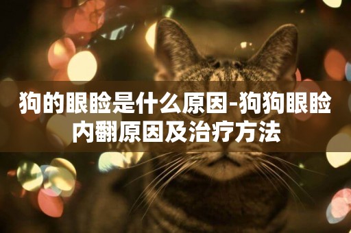 狗的眼瞼是什么原因-狗狗眼瞼內翻原因及治療方法