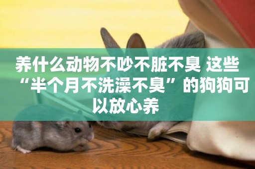 養什么動物不吵不臟不臭 這些“半個月不洗澡不臭”的狗狗可以放心養 