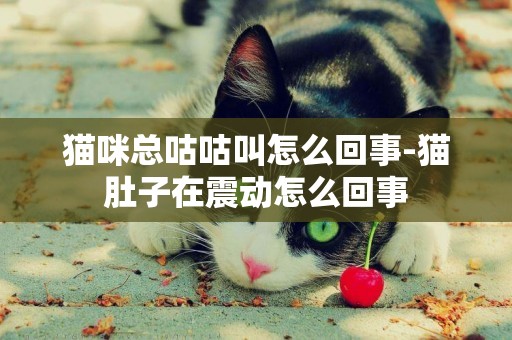 貓咪總咕咕叫怎么回事-貓肚子在震動怎么回事