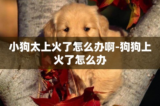 小狗太上火了怎么辦啊-狗狗上火了怎么辦