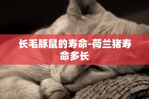 長毛豚鼠的壽命-荷蘭豬壽命多長