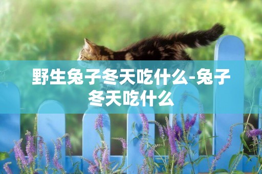 野生兔子冬天吃什么-兔子冬天吃什么