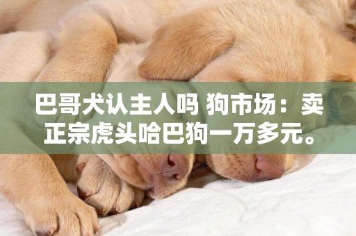 巴哥犬認主人嗎 狗市場：賣正宗虎頭哈巴狗一萬多元。這個產品值得嗎？ 