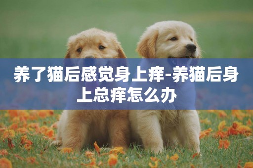 養了貓后感覺身上癢-養貓后身上總癢怎么辦
