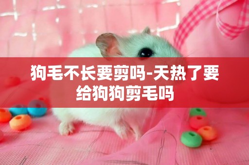 狗毛不長要剪嗎-天熱了要給狗狗剪毛嗎
