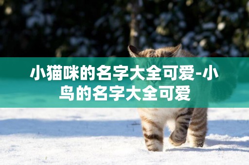 小貓咪的名字大全可愛-小鳥的名字大全可愛
