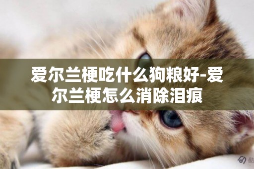 愛爾蘭梗吃什么狗糧好-愛爾蘭梗怎么消除淚痕