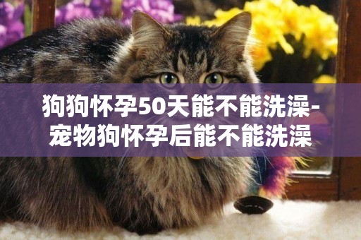狗狗懷孕50天能不能洗澡-寵物狗懷孕后能不能洗澡