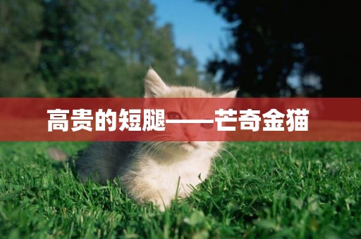 高貴的短腿——芒奇金貓 