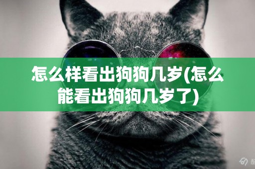 怎么樣看出狗狗幾歲(怎么能看出狗狗幾歲了)