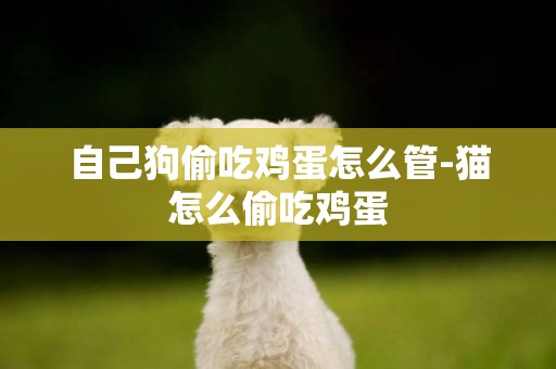 自己狗偷吃雞蛋怎么管-貓怎么偷吃雞蛋