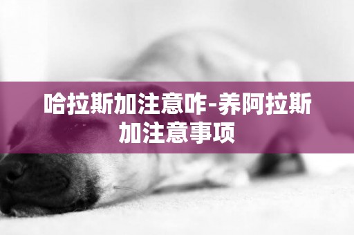 哈拉斯加注意咋-養阿拉斯加注意事項