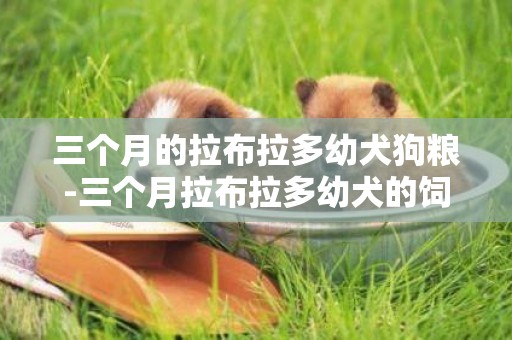 三個月的拉布拉多幼犬狗糧-三個月拉布拉多幼犬的飼養