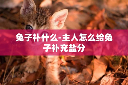 兔子補什么-主人怎么給兔子補充鹽分