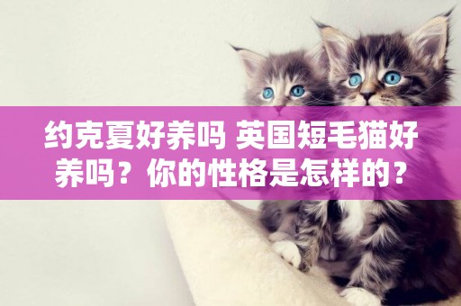 約克夏好養嗎 英國短毛貓好養嗎？你的性格是怎樣的？ 
