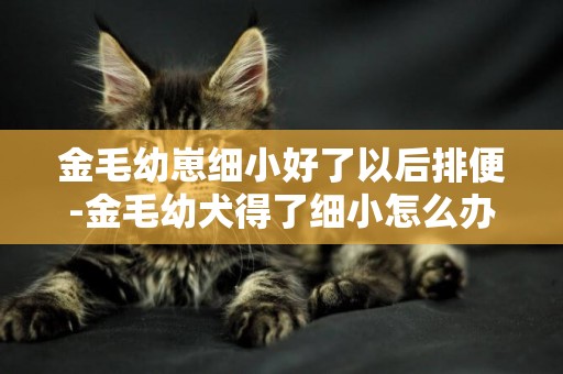 金毛幼崽細小好了以后排便-金毛幼犬得了細小怎么辦