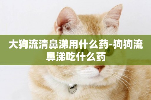 大狗流清鼻涕用什么藥-狗狗流鼻涕吃什么藥