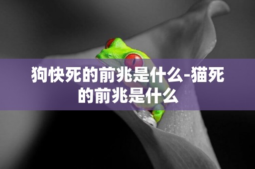 狗快死的前兆是什么-貓死的前兆是什么