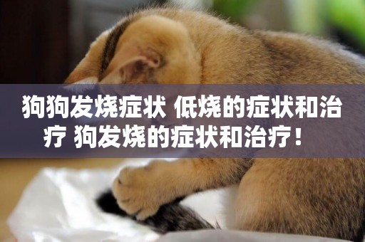 狗狗發燒癥狀 低燒的癥狀和治療 狗發燒的癥狀和治療！ 