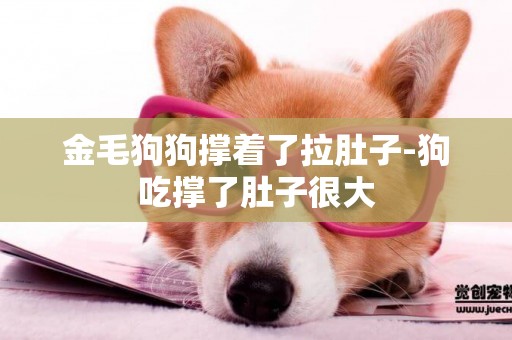 金毛狗狗撐著了拉肚子-狗吃撐了肚子很大