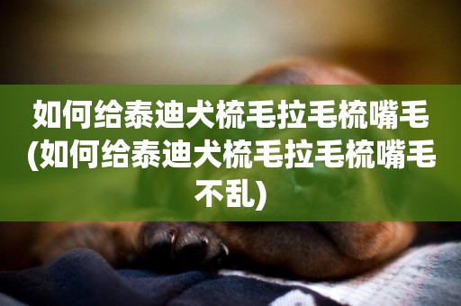 如何給泰迪犬梳毛拉毛梳嘴毛(如何給泰迪犬梳毛拉毛梳嘴毛不亂)