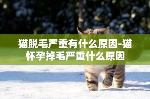 貓脫毛嚴重有什么原因-貓懷孕掉毛嚴重什么原因