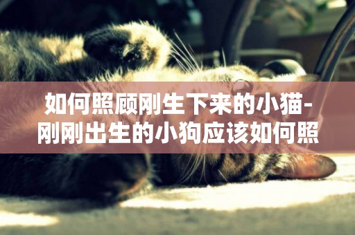 如何照顧剛生下來的小貓-剛剛出生的小狗應該如何照顧