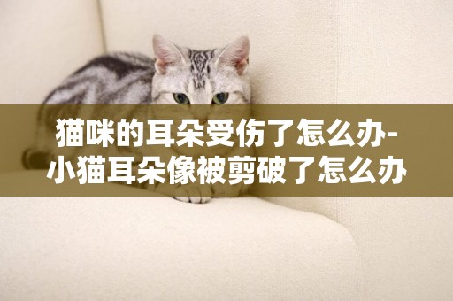 貓咪的耳朵受傷了怎么辦-小貓耳朵像被剪破了怎么辦