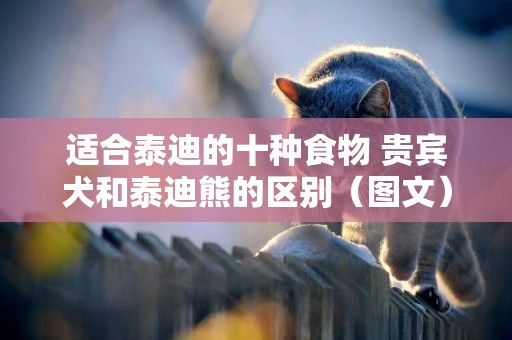 適合泰迪的十種食物 貴賓犬和泰迪熊的區別（圖文） 