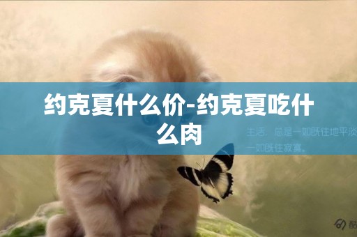 約克夏什么價-約克夏吃什么肉
