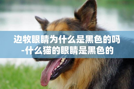 邊牧眼睛為什么是黑色的嗎-什么貓的眼睛是黑色的