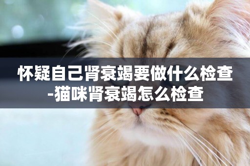 懷疑自己腎衰竭要做什么檢查-貓咪腎衰竭怎么檢查