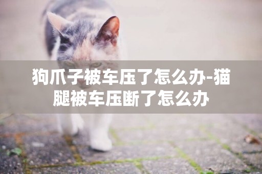 狗爪子被車壓了怎么辦-貓腿被車壓斷了怎么辦
