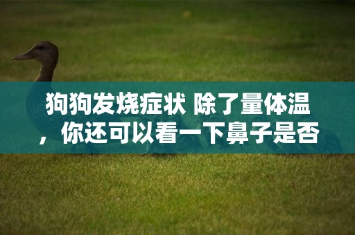 狗狗發燒癥狀 除了量體溫，你還可以看一下鼻子是否有狗狗發燒的跡象 