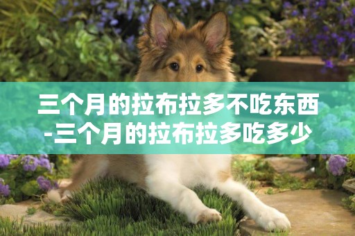 三個月的拉布拉多不吃東西-三個月的拉布拉多吃多少狗糧