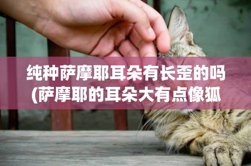 純種薩摩耶耳朵有長歪的嗎(薩摩耶的耳朵大有點像狐貍耳朵)