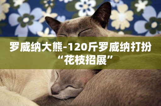 羅威納大熊-120斤羅威納打扮“花枝招展”
