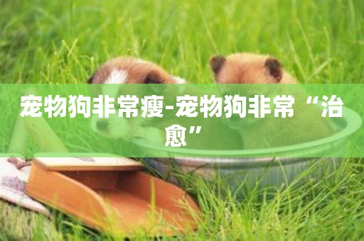 寵物狗非常瘦-寵物狗非常“治愈”