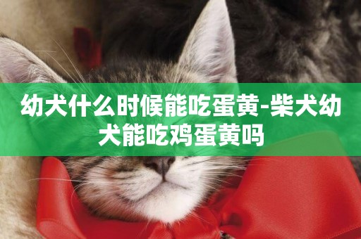 幼犬什么時候能吃蛋黃-柴犬幼犬能吃雞蛋黃嗎