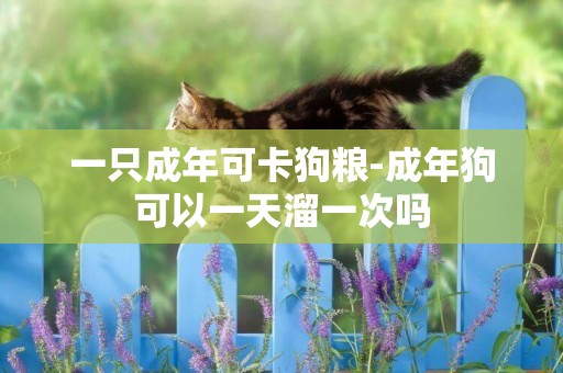 一只成年可卡狗糧-成年狗可以一天溜一次嗎