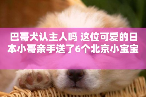 巴哥犬認主人嗎 這位可愛的日本小哥親手送了6個北京小寶寶 